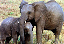  Fil ve yavrusu